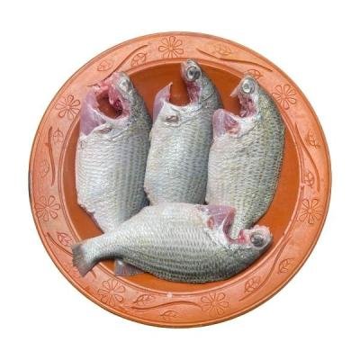 দাতিনা মাছ